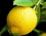 Gelato al limone