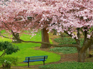 Park Cherry Tree Evergreen Park Bremerton Washington