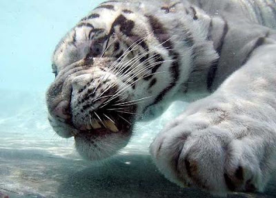 White tiger pictures