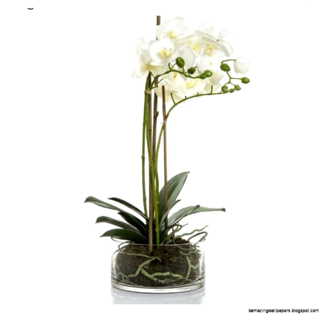 Florabelle Orchid in Round Glass Vase White Florabelle Orchid in Round Glass Vase White