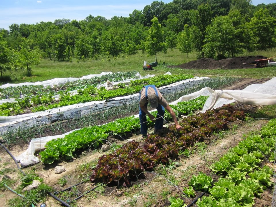 Leafy Greens Farm About