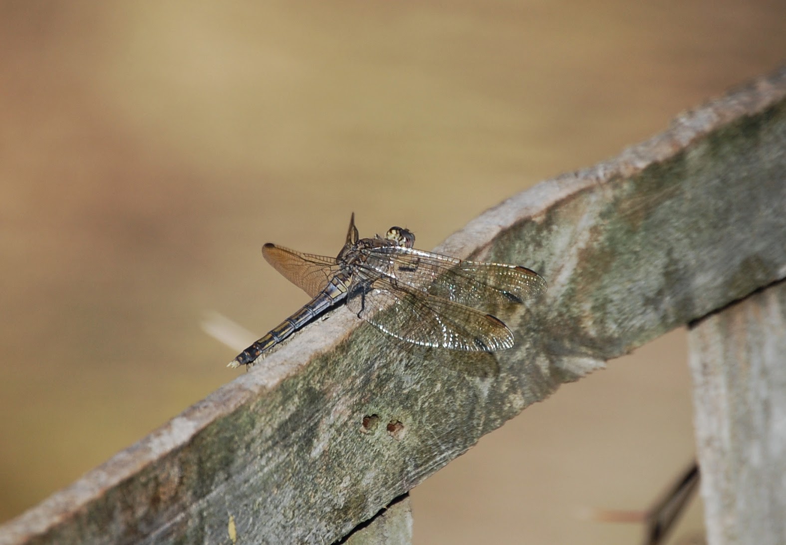 The Insect Diary Blue Skimmer Dragonfly Orthetrum caledonicum