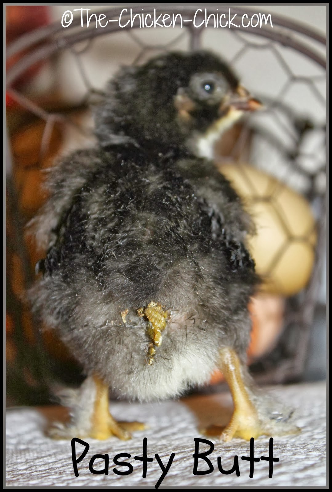 Pasty Butt in Chicks Causes,Treatment & Prevention The Chicken Chick®
