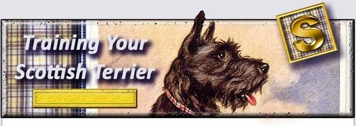 Scottie - Scottish Terrier Dog