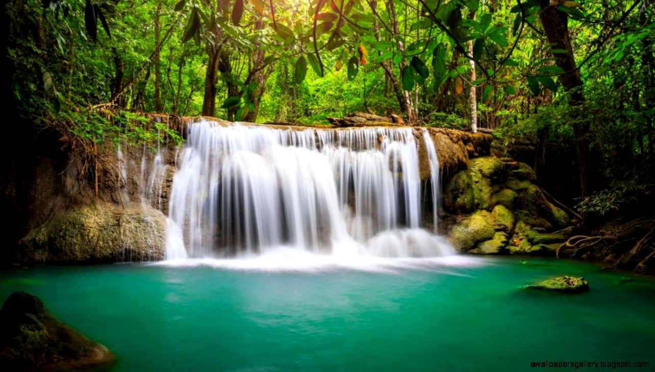 Amazon rainforest wonder of nature travel all together Chainimage Amazon rainforest wonder of nature travel all together Chainimage