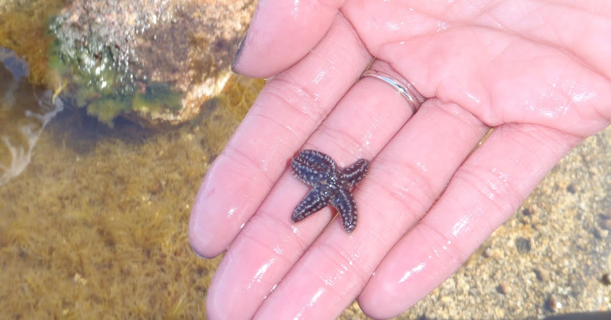 Northern Sea Star (Asterias vulgaris)