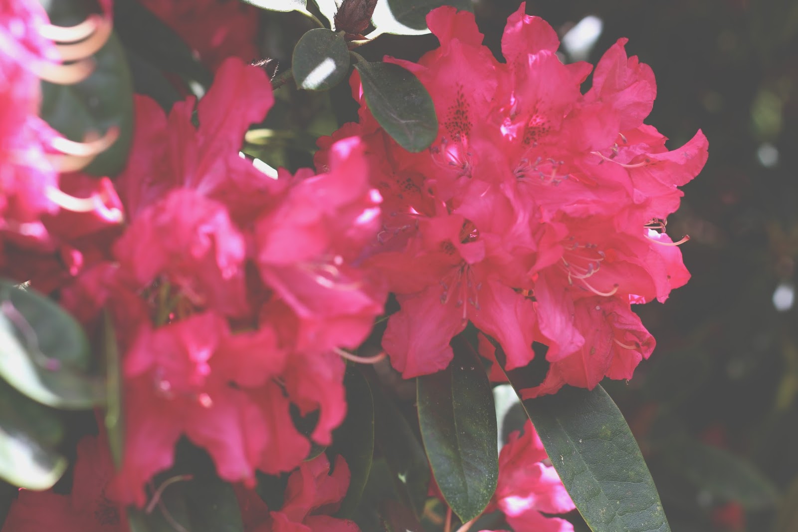 IN BLOOM IN MY SUNDAY BEST