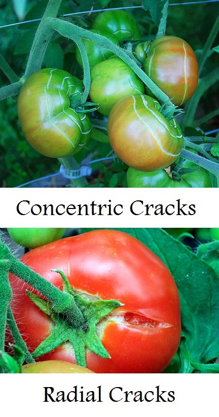 What Causes Tomato Skins To Crack Ugc