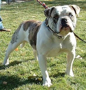 alpha blue blood american bulldog