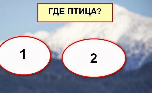 Диета Орг Тесты На Интуицию