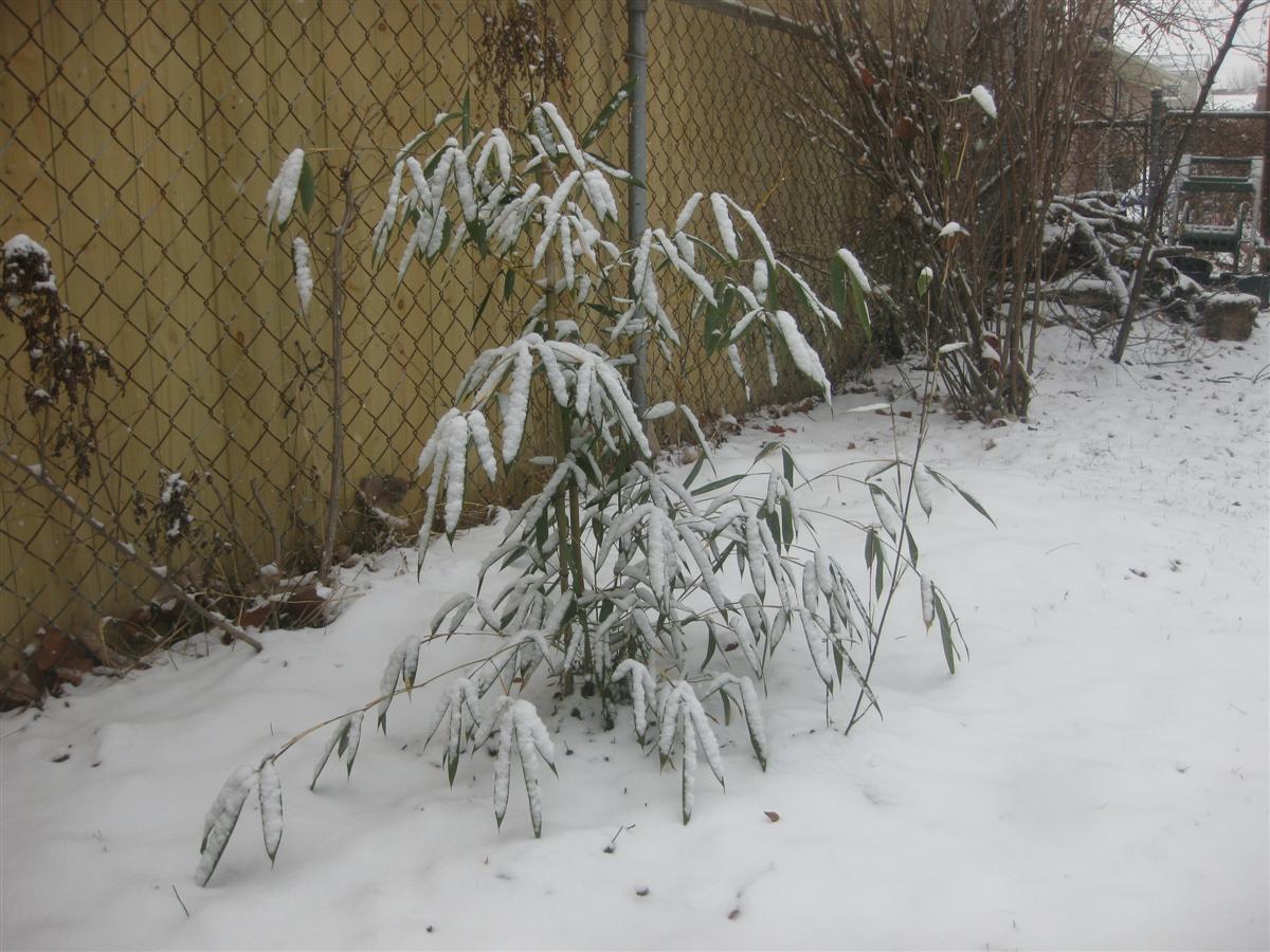 How to Grow Bamboo in Cold Climates