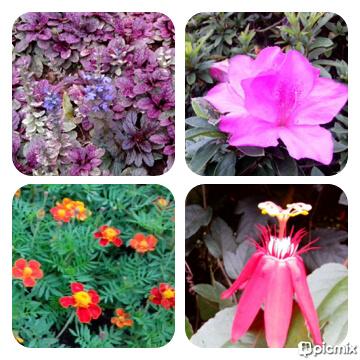 FS' world of words: Melrimba Garden - Puncak