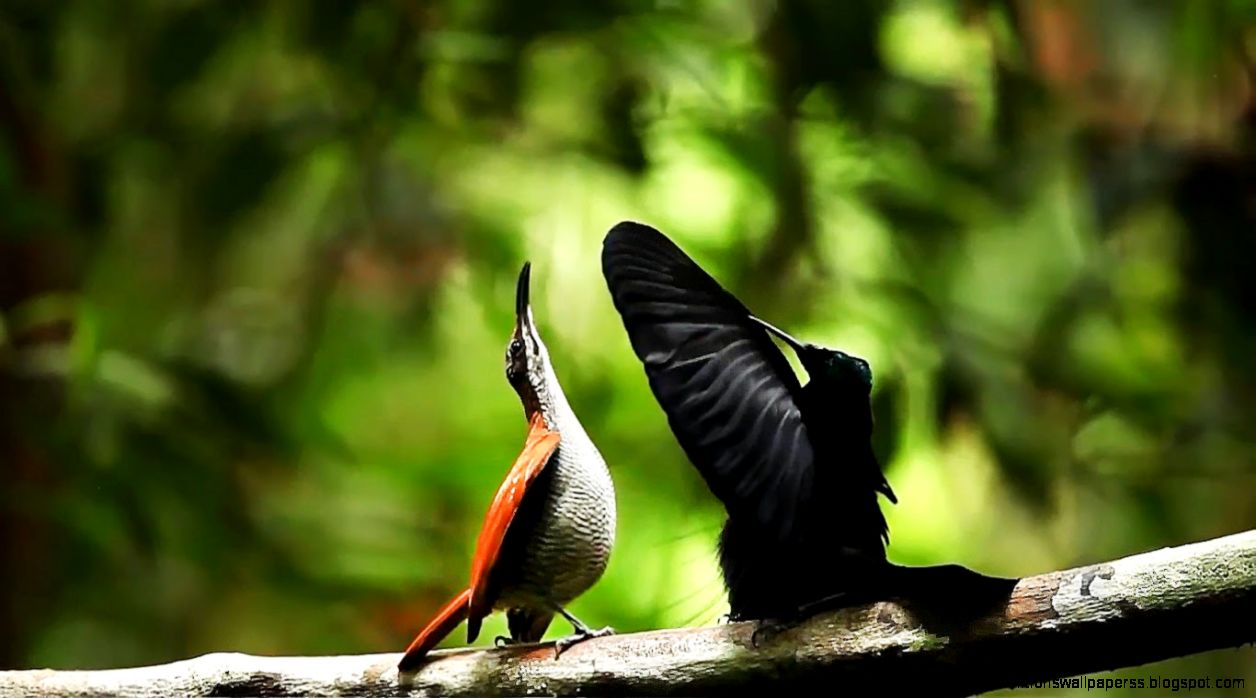 Greater Birds Of Paradise Hd Wallpapers Free HD Desktop Greater Birds Of Paradise Hd Wallpapers Free HD Desktop