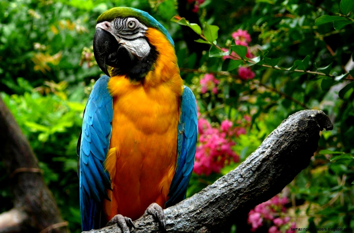 Beautiful Parrot Wallpaper 6776117 Beautiful Parrot Wallpaper 6776117