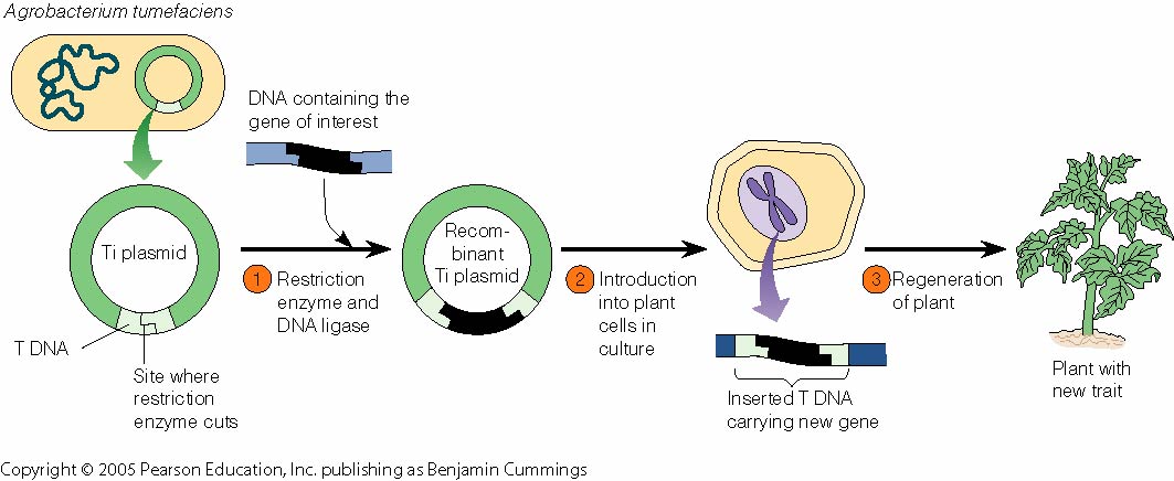 Ti Plasmid
