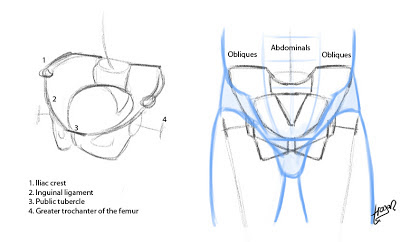 Anthro Anatomica: Way is knowing the pelvic structure important?