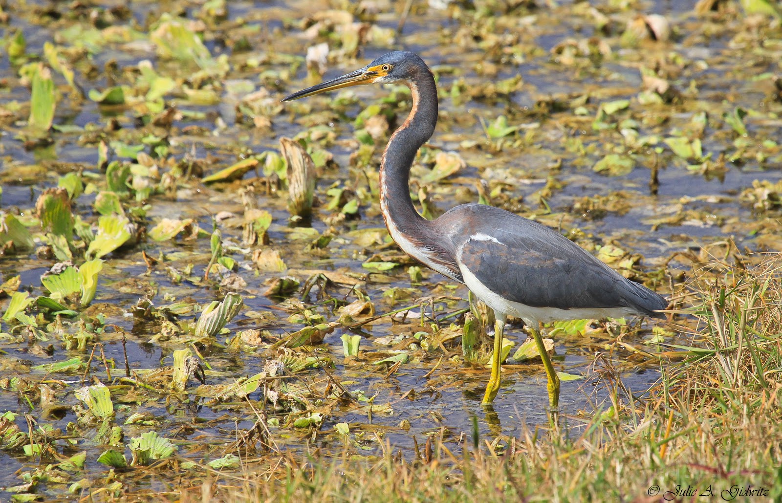 birding is fun birds of the sarasota area birding is fun birds of the sarasota area