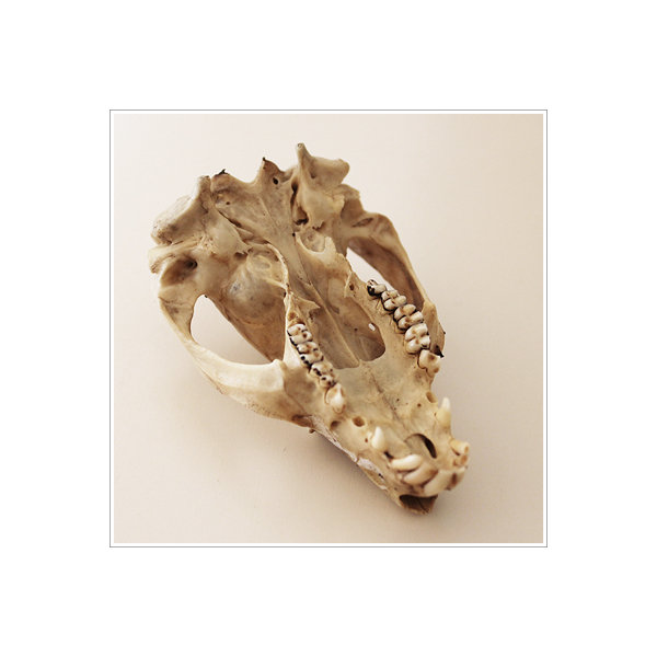The Ridou Report Possum Skull