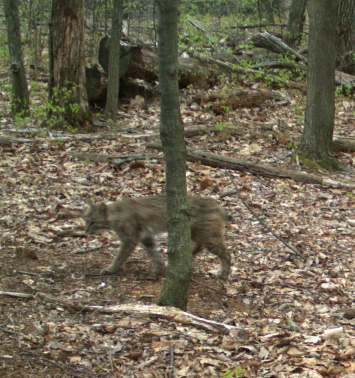 pahistorybooks PA Wildlife Bobcat