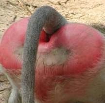 baboon+butt.jpg