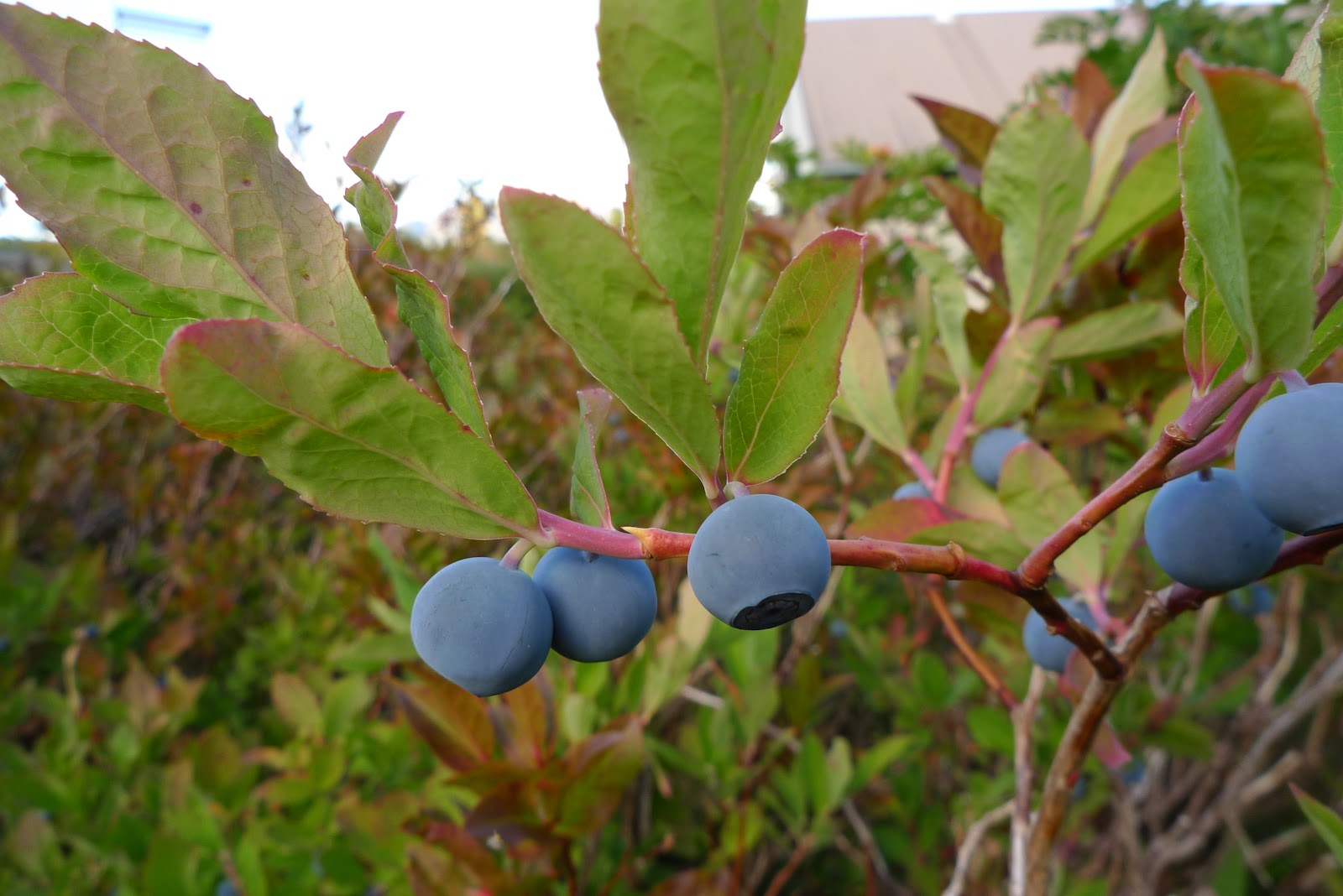 Wild Harvests "Wild Blueberries," the Mountain Provides!