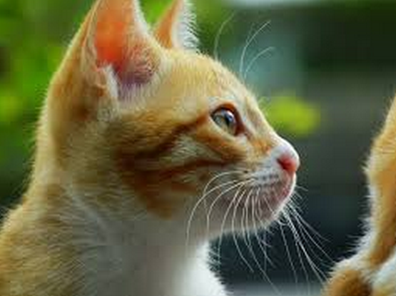 Contoh Descriptive Text About Cat Kucing Terbaru 2015 Dan Artinya Kata Kata Bijak Bahasa Inggris Dan Artinya