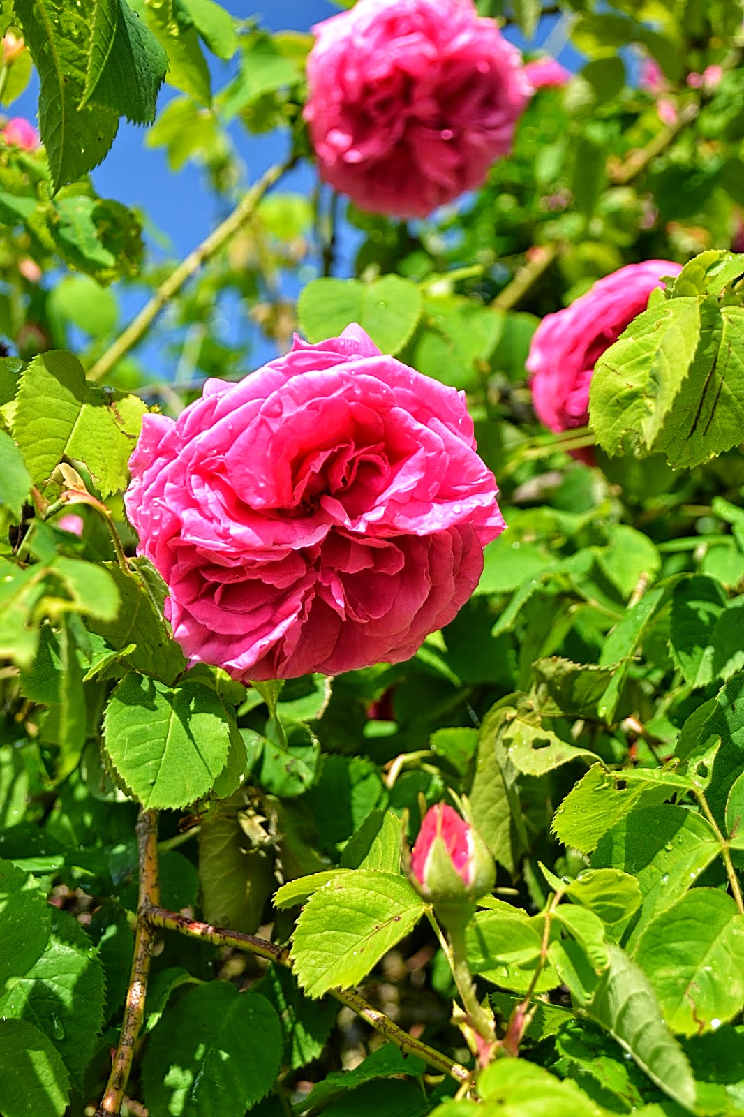 7 Best Weigela Images Garden Shrubs Flowering Shrubs Shrubs