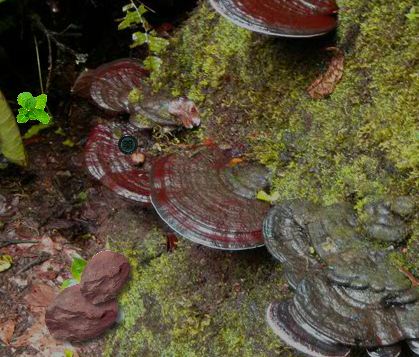 Escape From Monteverde Cloud Forest Reserve