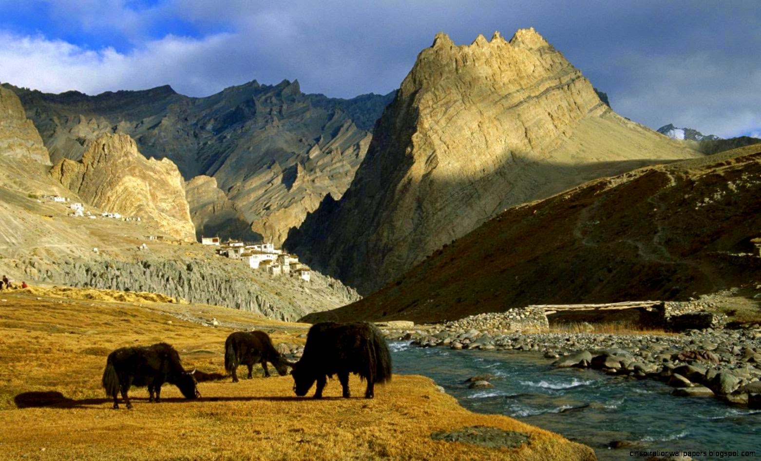 Asia Mountains River Pasture Animals wallpaper Asia Mountains River Pasture Animals wallpaper