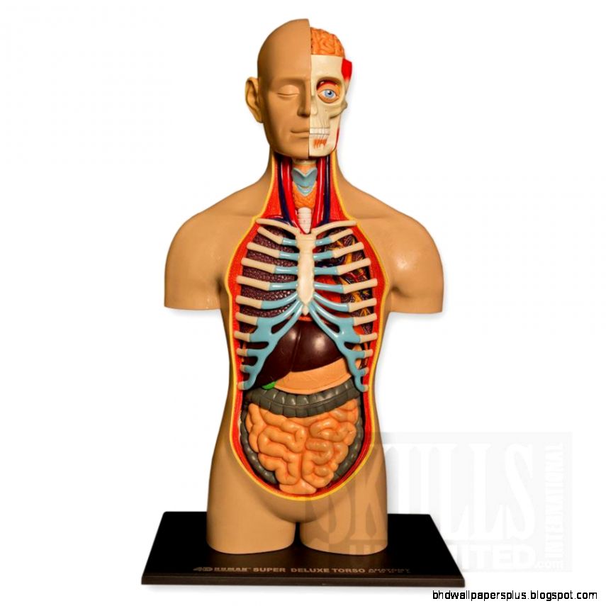 4D Human Anatomy Torso Deluxe Anatomical model W4D HUD 4D Human Anatomy Torso Deluxe Anatomical model W4D HUD