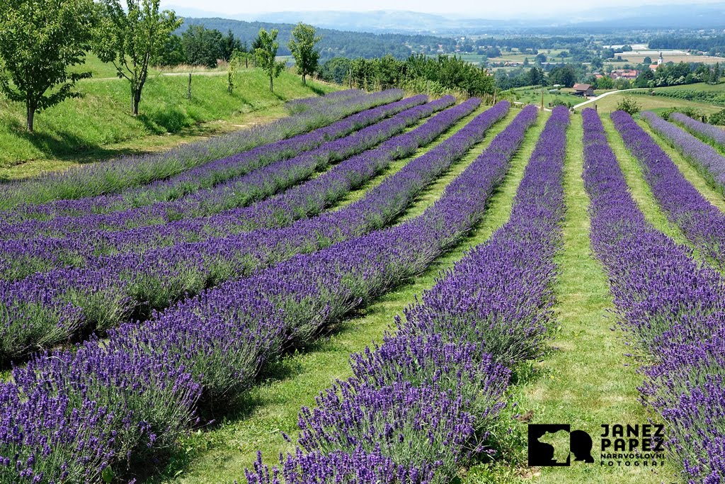 POLJE SIVKE