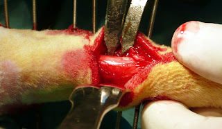 osteotomia previa elongacioo tratamiento dismetria perro