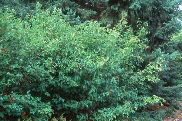 The Intercontinental Gardener Vibes About Viburnums