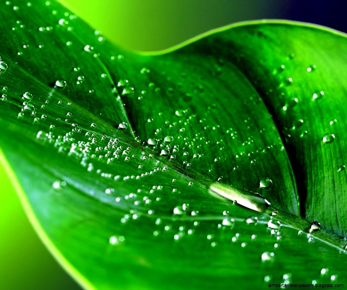 peartreedesigns Beautiful Natural Leaf Photos Pictures Collections peartreedesigns Beautiful Natural Leaf Photos Pictures Collections