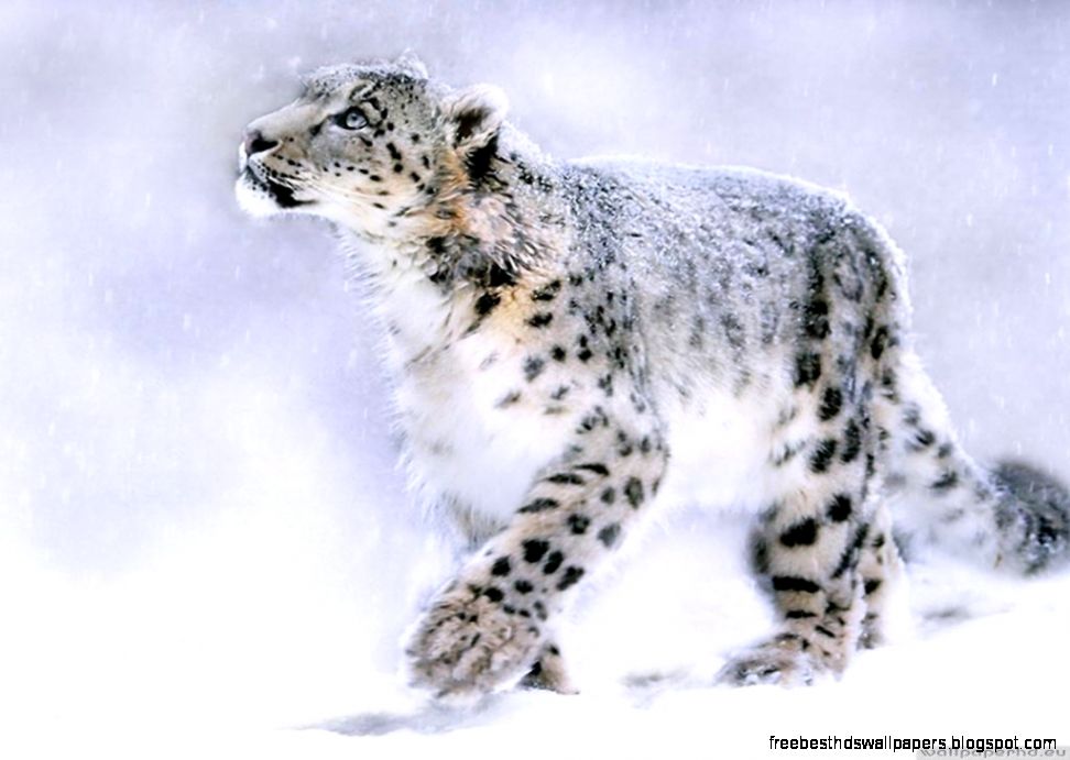 Leopard snow blizzard wallpapers Wallpaper View Leopard snow blizzard wallpapers Wallpaper View