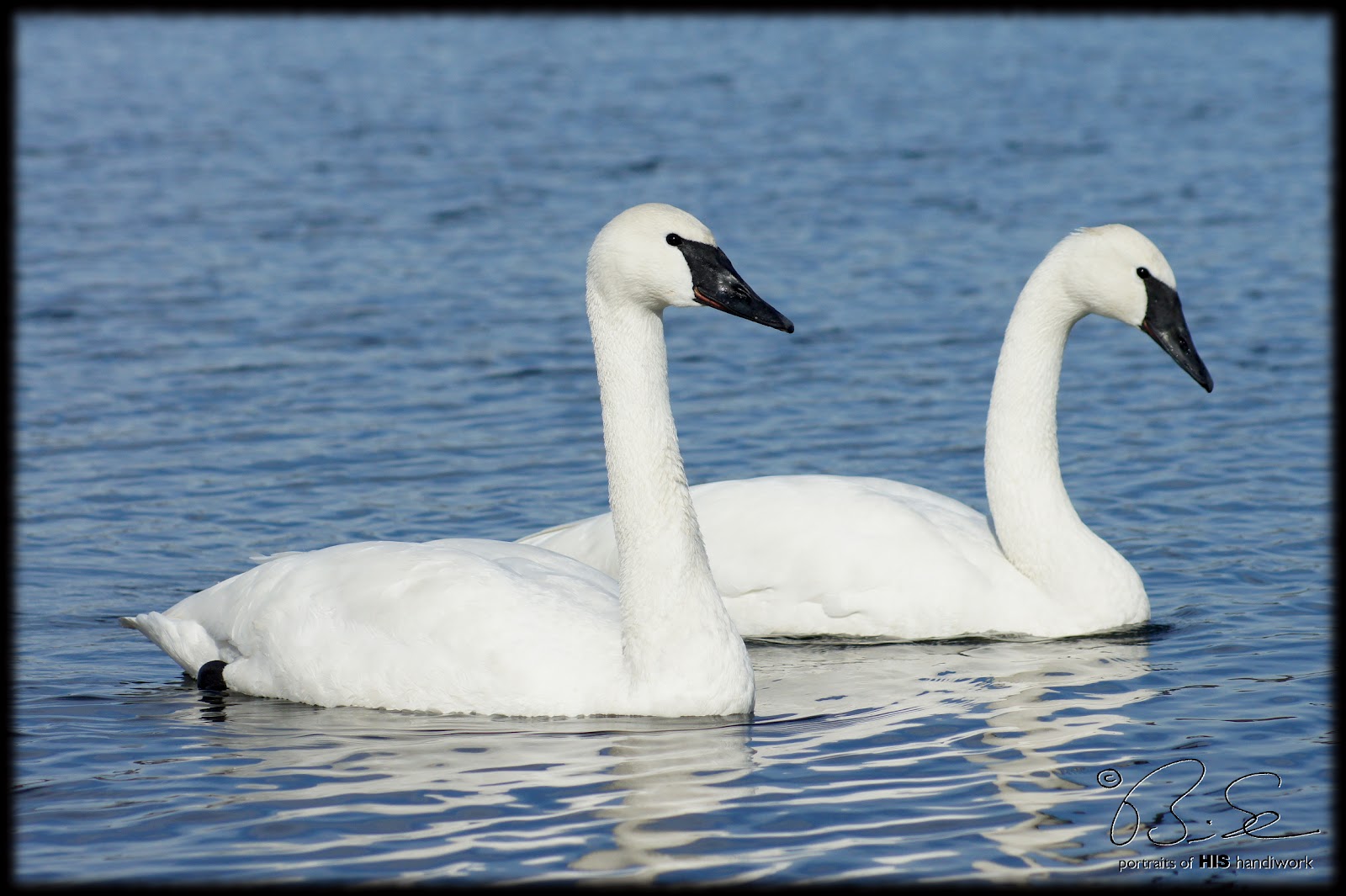 portraits of HIS handiwork The Mute Swan Dispute