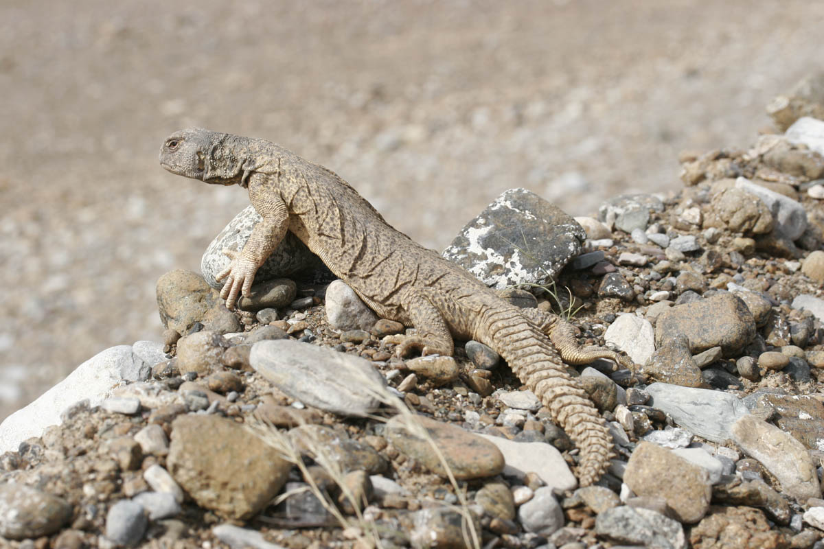 Worldbirder The Spinytailed Lizard or Dhab in Arabia.