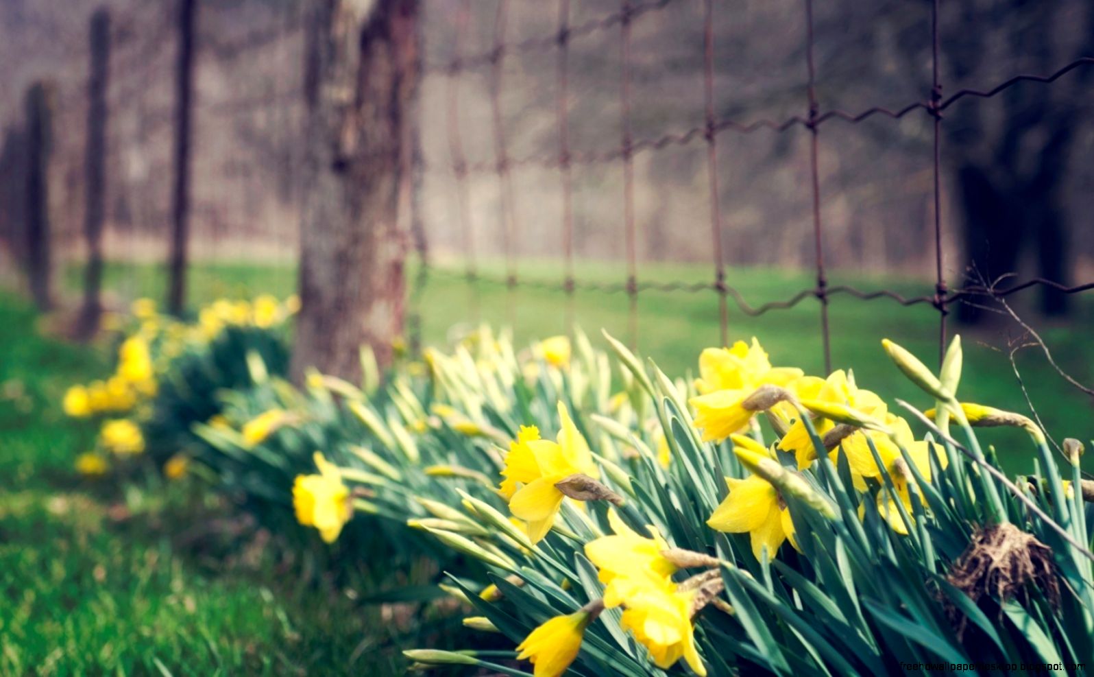Flowers Yellow Daffodils Fence Nature HD Wallpaper FreeWallsUp Flowers Yellow Daffodils Fence Nature HD Wallpaper FreeWallsUp