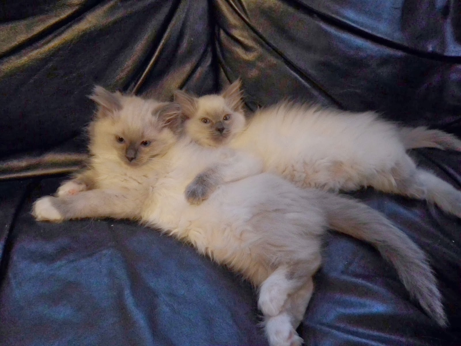 hwfd tz katz ragdoll cats and kittens wallpaper download hd