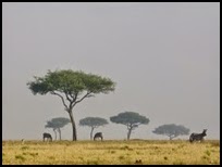 Tanzania Safari