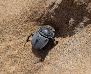 Dung beetles and Other Things on a Sandy Beach (roller dung beetle digging burrow)