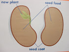 What is inside of a seed?