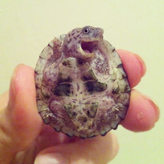 turtle picture, cute turtle picture, cute animal, turtle, i'm fabulous, cute animal pictures