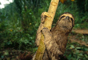 SlothRare and Different South American Mammal three toed sloth different animal photos 
