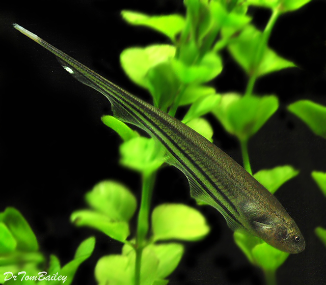 Glass Knifefish ( Eigenmannia virescens ) Malioboro