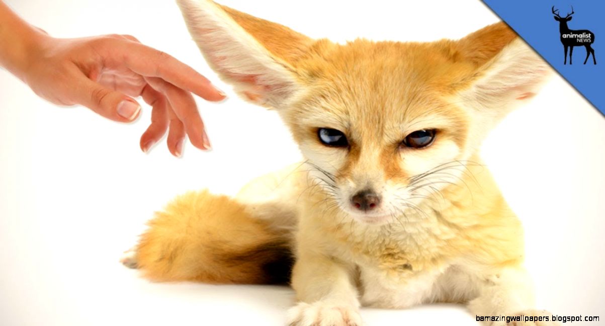 Top 3 Exotic Animals You Can Own As Pets YouTube Top 3 Exotic Animals You Can Own As Pets YouTube
