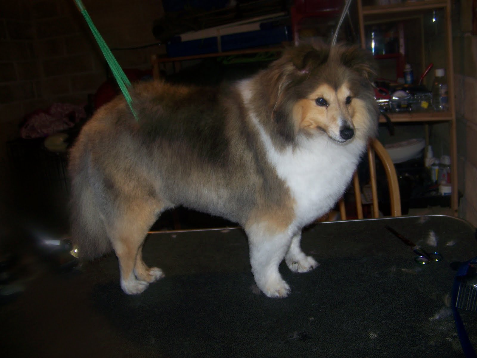 Blissful Dog Grooming TimmyShetland Sheepdog