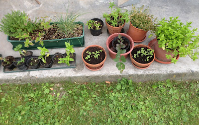my back door herb pots