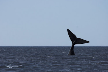 Ballena  franca  austral