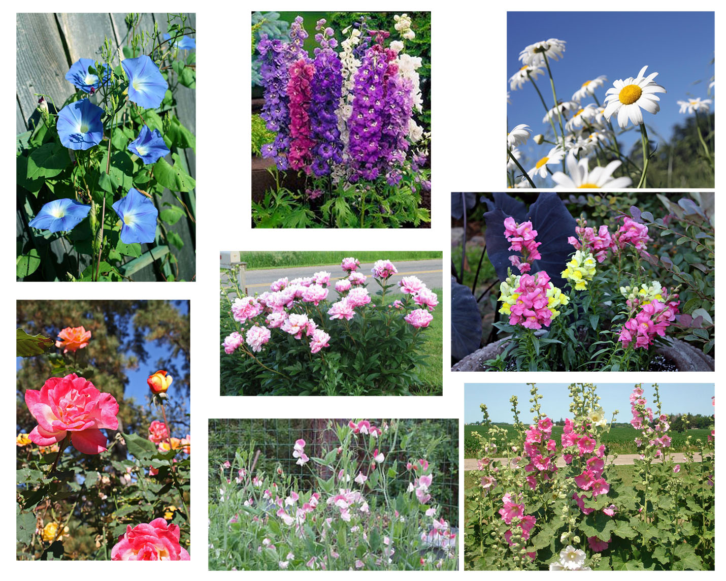 Garden Of Aaron Help Wanted Best Quick Privacy Screening Shrubs